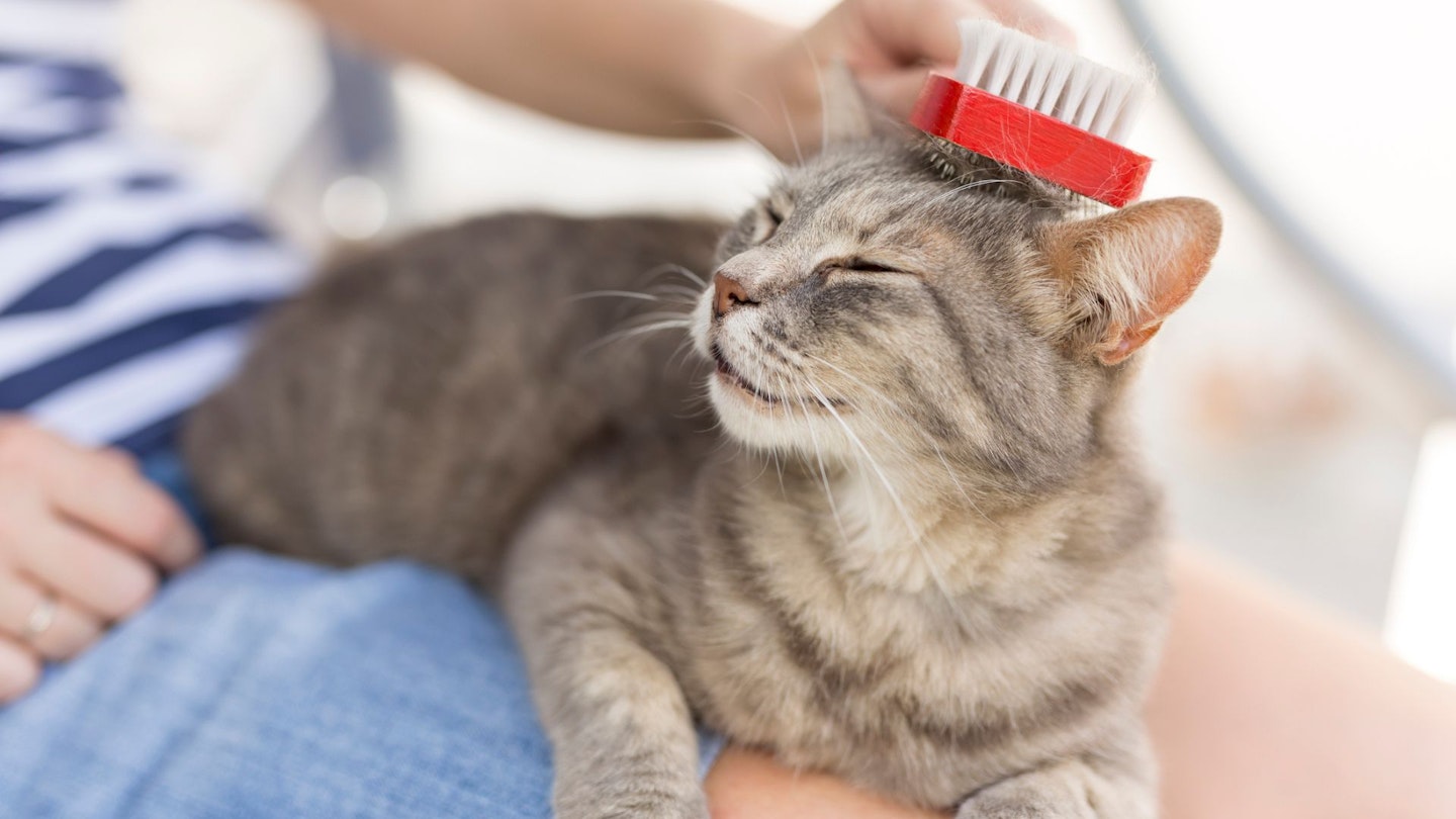 A cat enjoying being groomed with a cat brush