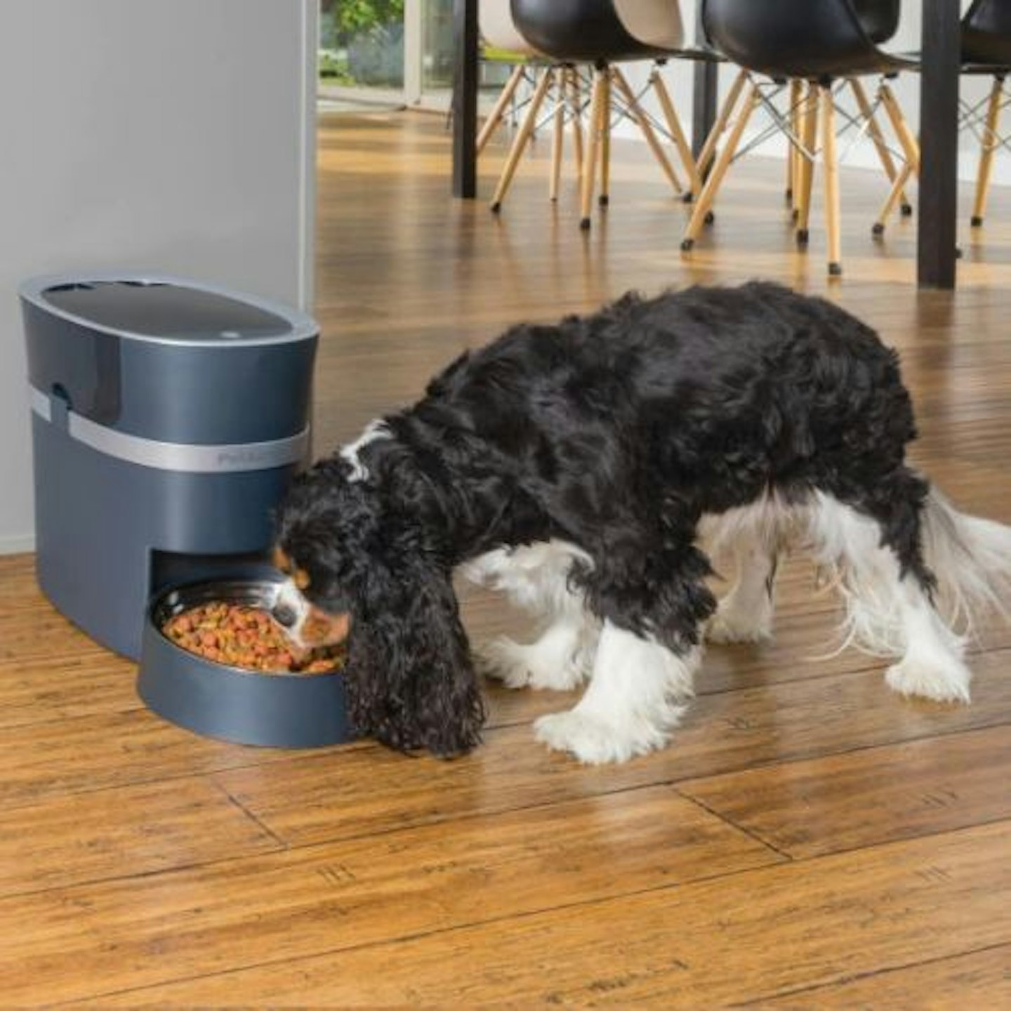 PetSafe Smart Feed Automatic Dog and Cat Feeder