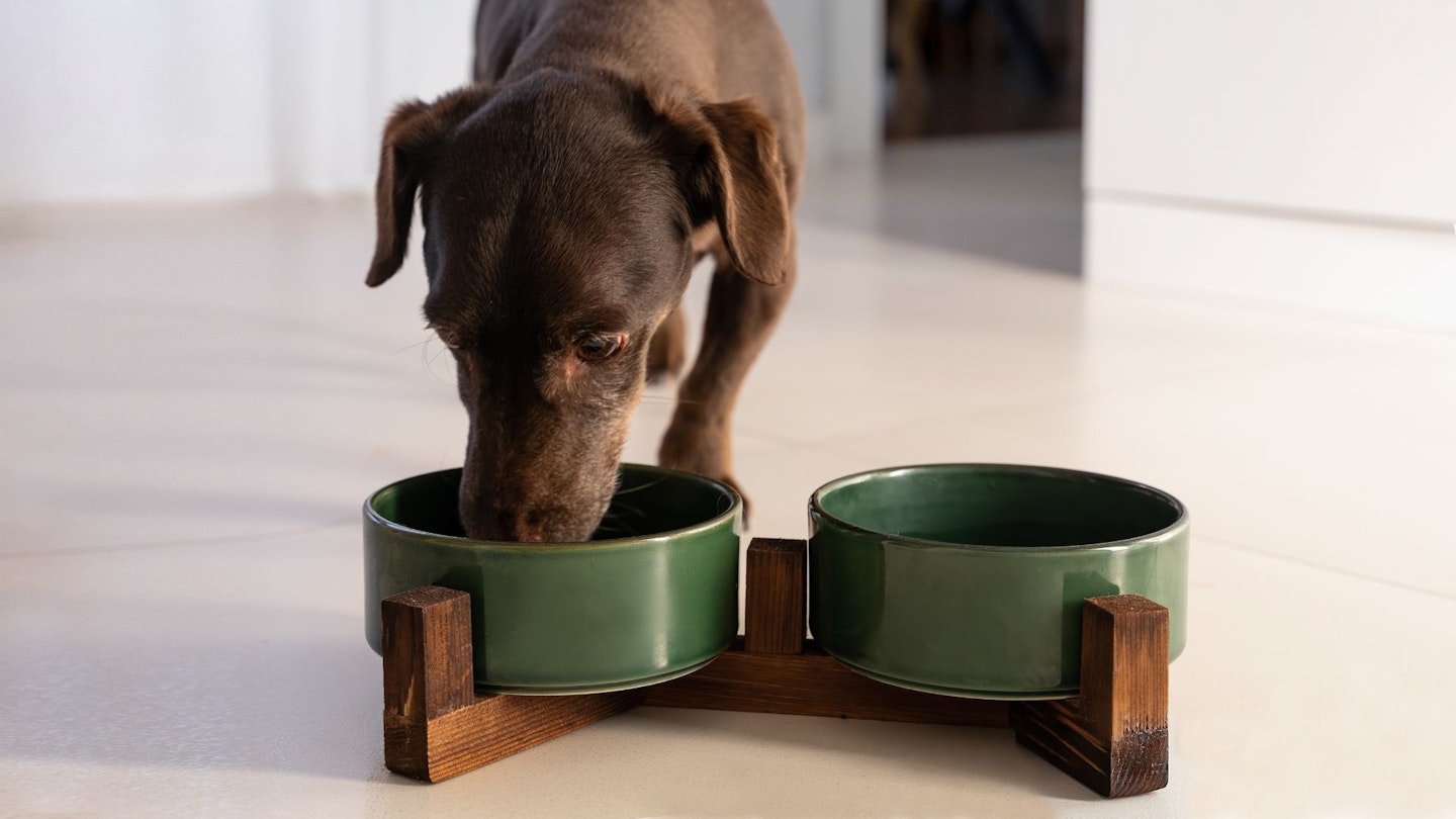 Best dog bowls