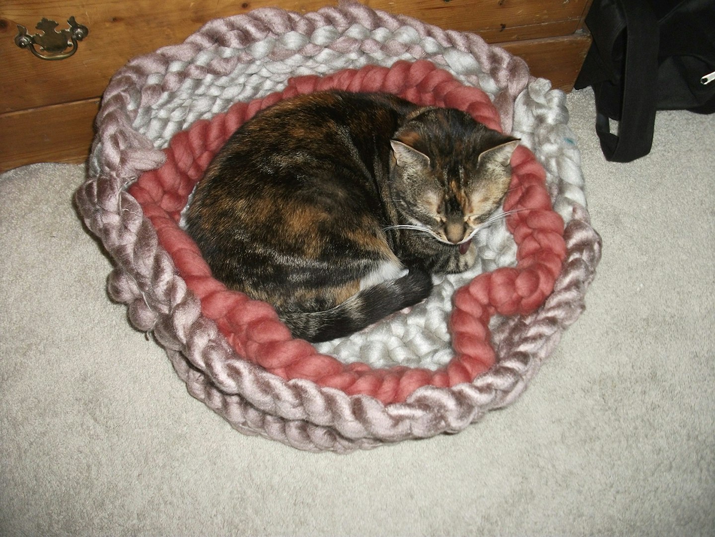 cat in pile of knits