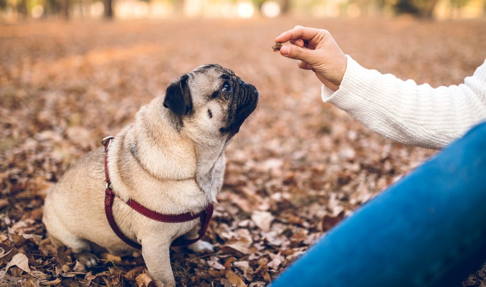 Best dog treat outlet bags