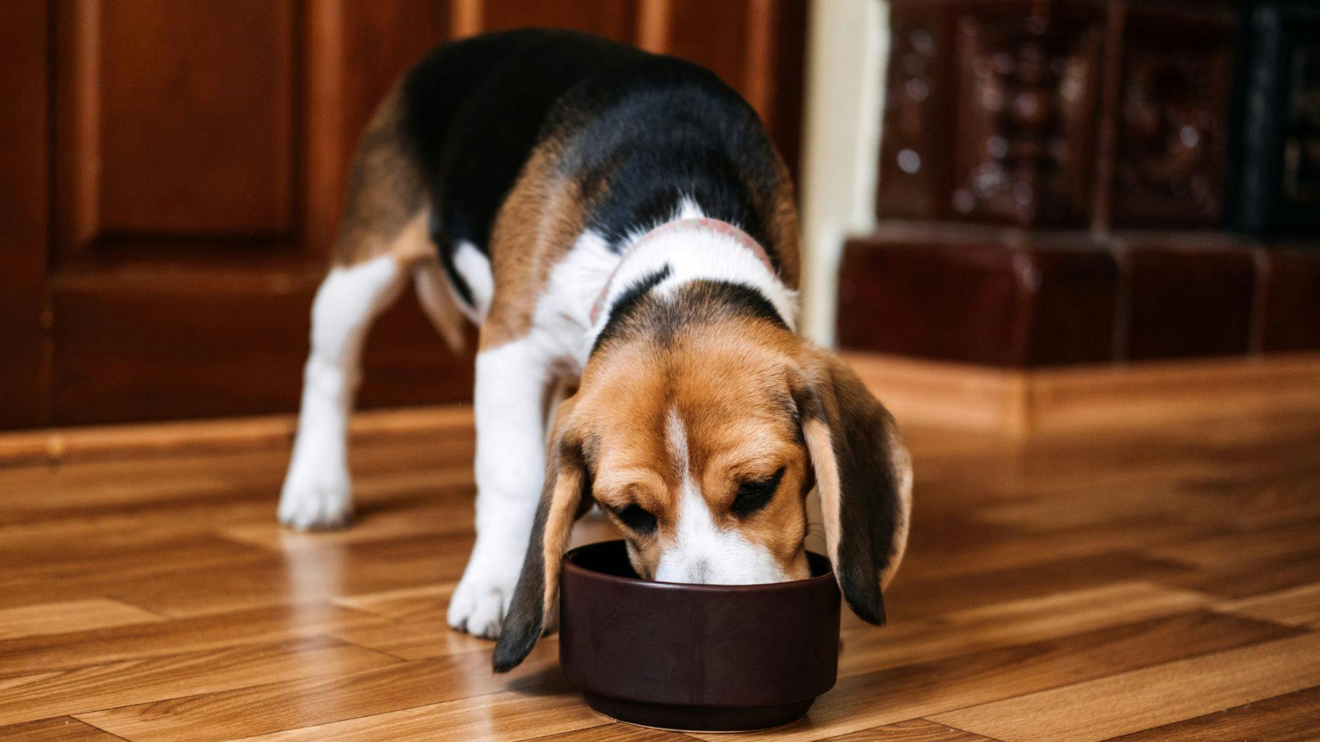 Best dog food for senior outlet beagles