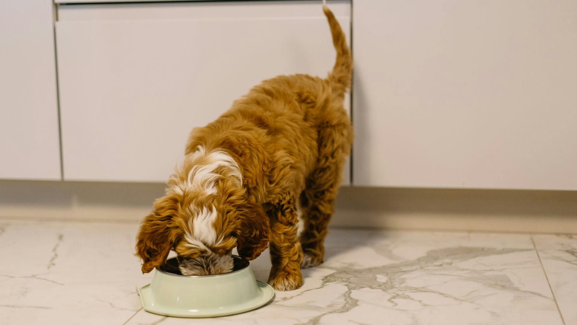 Dog food for picky 2024 eaters with sensitive stomach