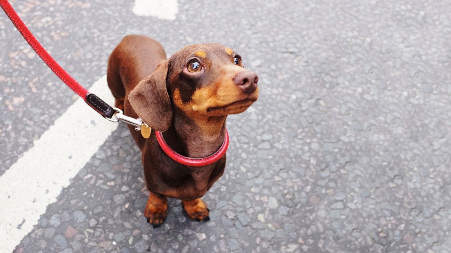 Cute brown Dachshund sausage dog lead on east London street - stock photo