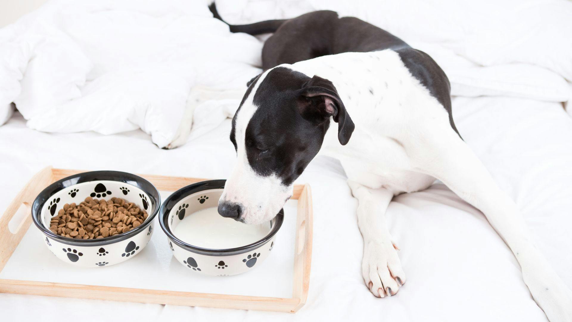 Best supermarket outlet dog food