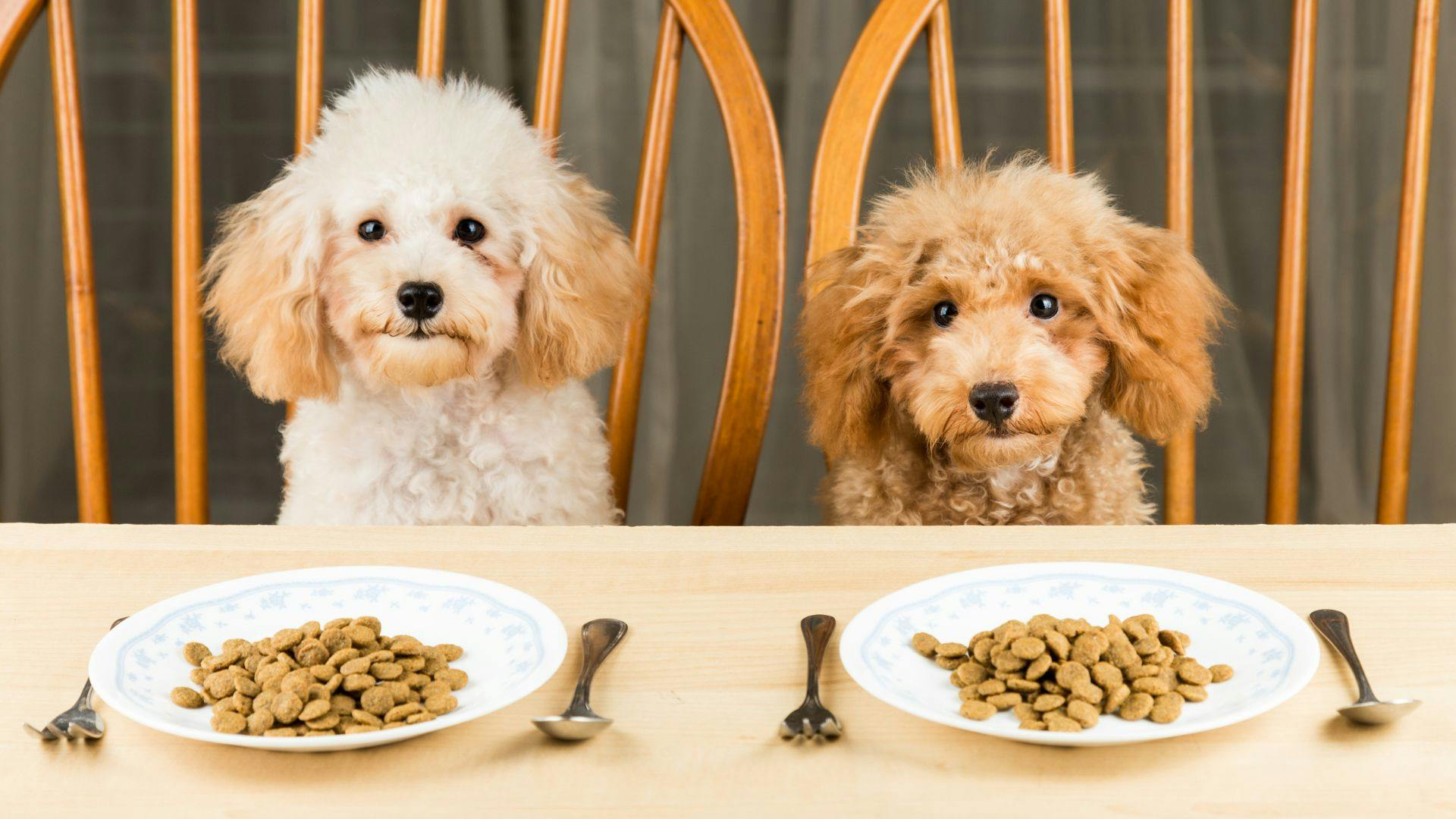 Best puppy food 2025 for soft stools