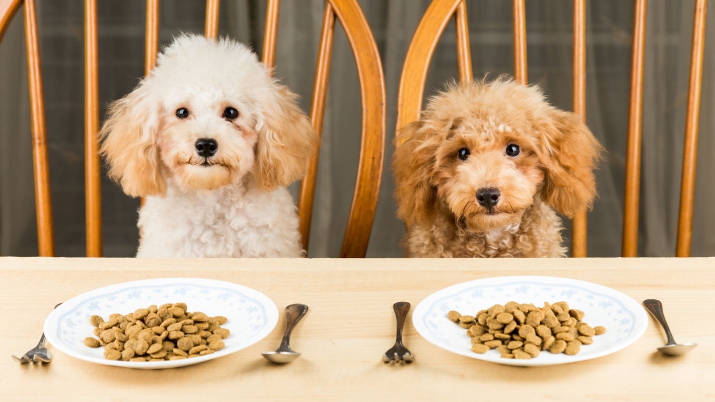 Best dog food for firm stools UK