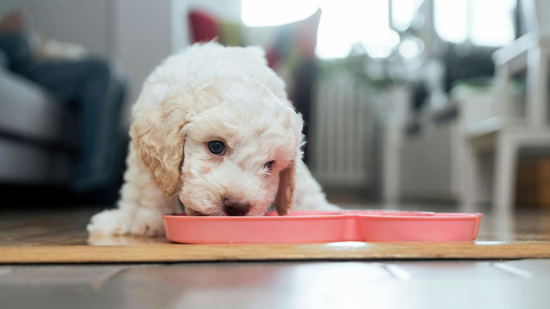 Good puppy food outlet for sensitive stomach