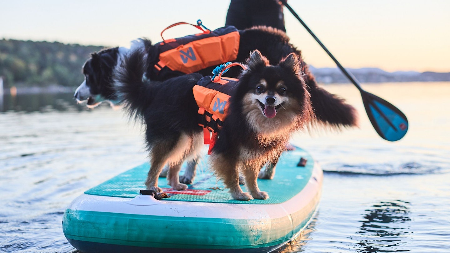 Dog in life jacket