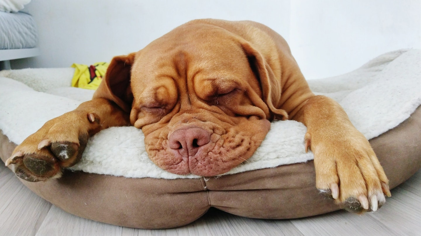 Brown Dog Sleeping In Pet Bed At Home