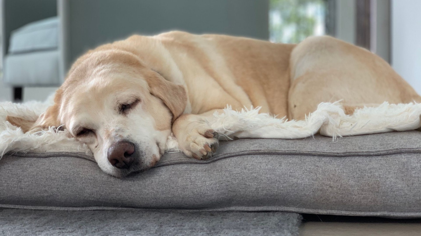Labrador in dog bed