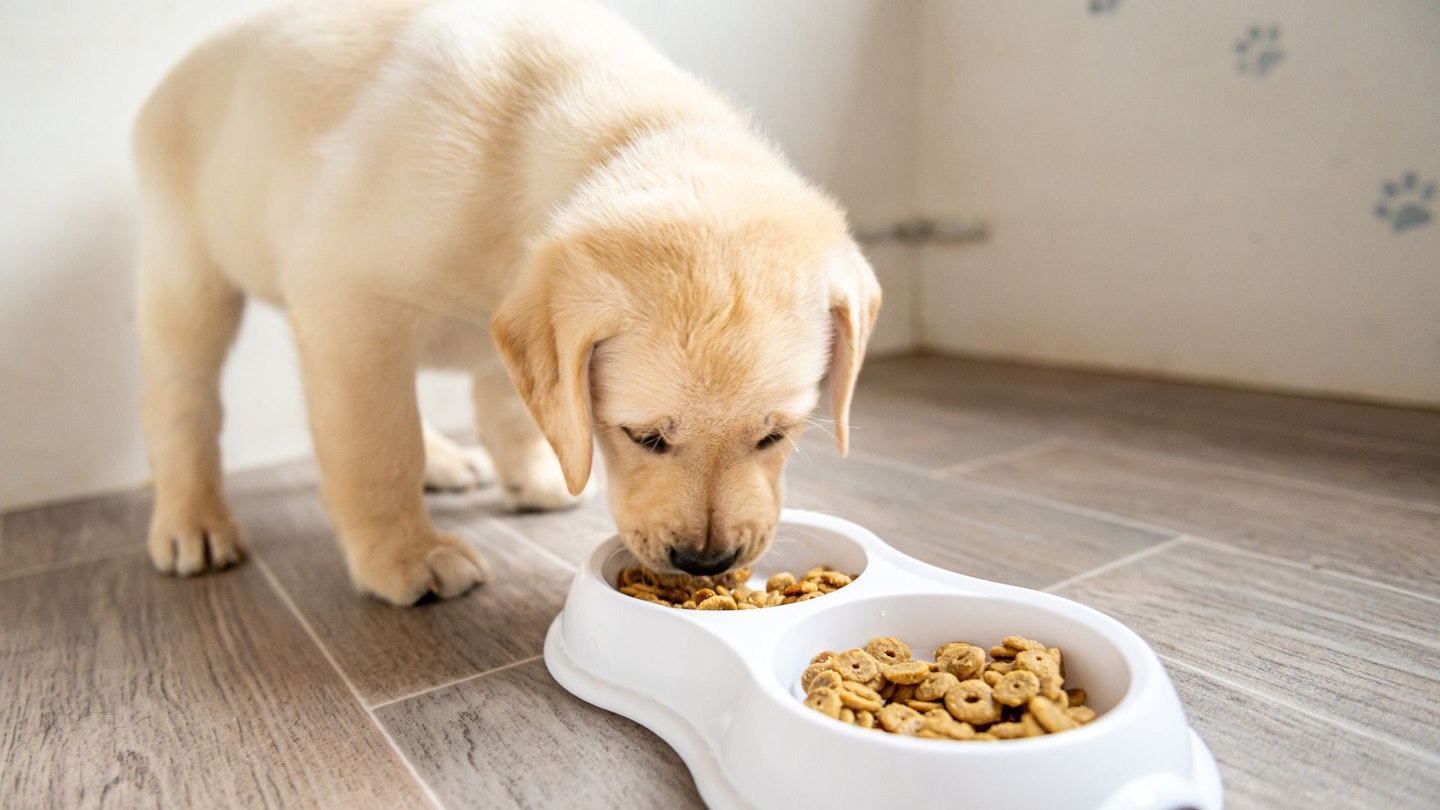 Puppy eating food