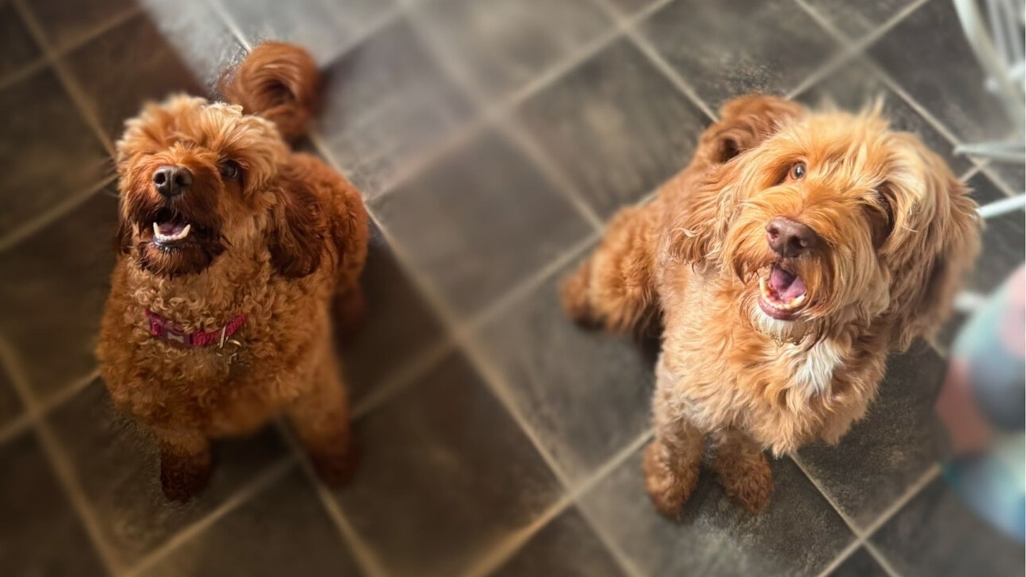 Bella & Teddie - the Cockapoos in our Senior Writer, Rosie Floyd's life.