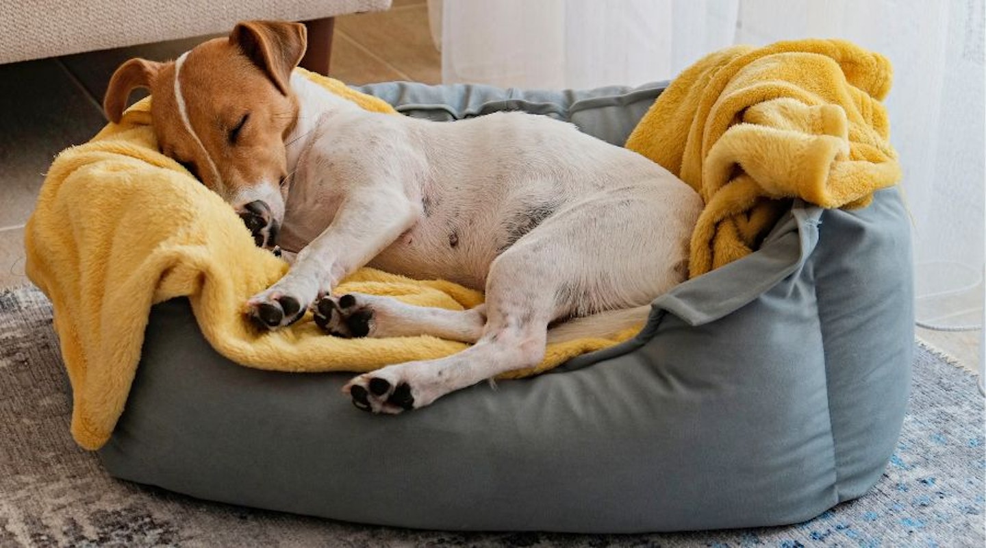 A Jack Russell having a nap on the best dog bed