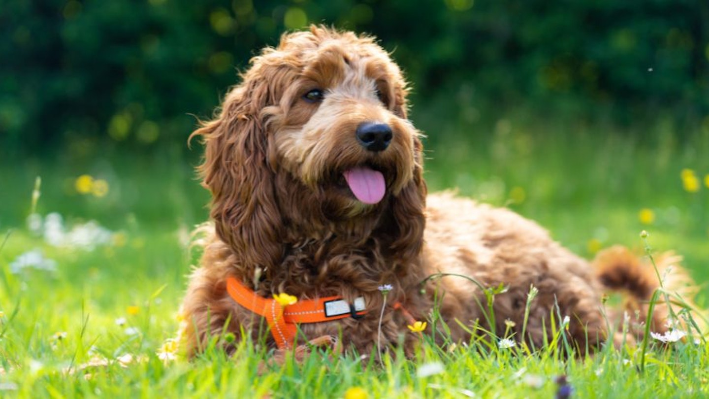 A cockapoo laying in grass