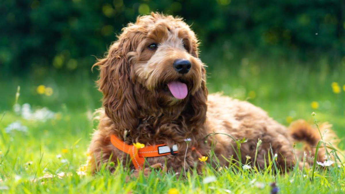 Best dog food for Cockapoos to keep them happy and healthy