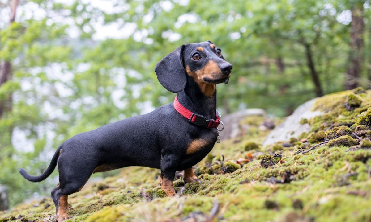 Best dog food for Dachshunds for happy, healthy hounds