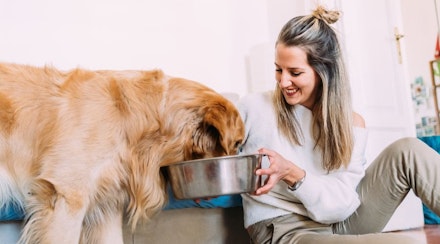 what is the best weight loss dog food