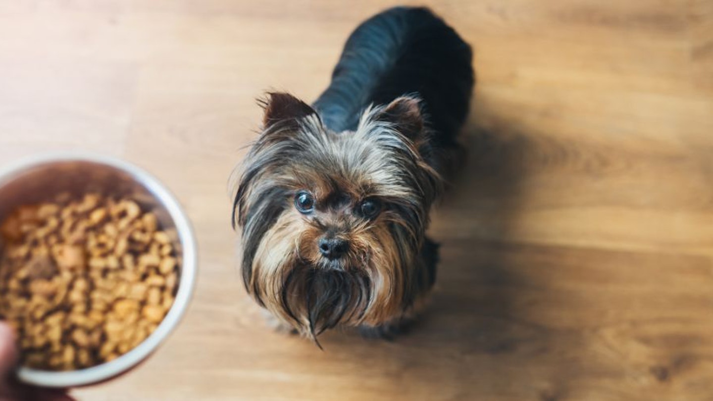 A small Yorkshire Terrier dog waiting for their dry dog food