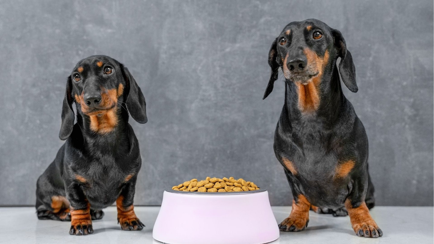Best food for Dachshunds