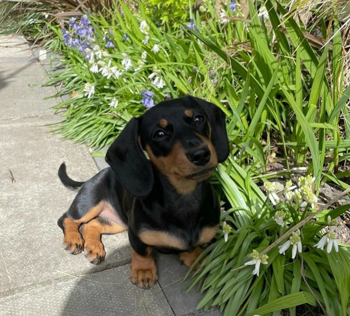 Best dog food for Dachshunds for happy, healthy hounds
