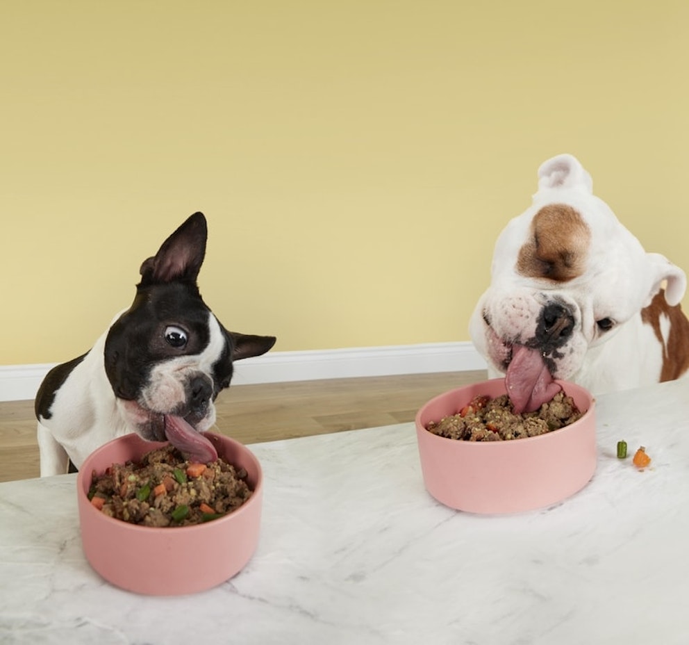 Best Dog Food For Fussy Eaters