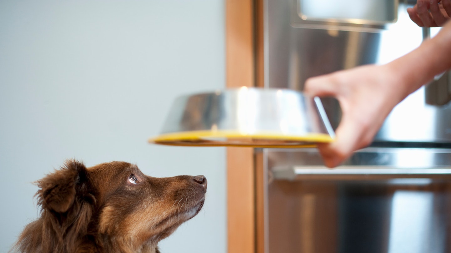 dog-food-for-fussy-dogs
