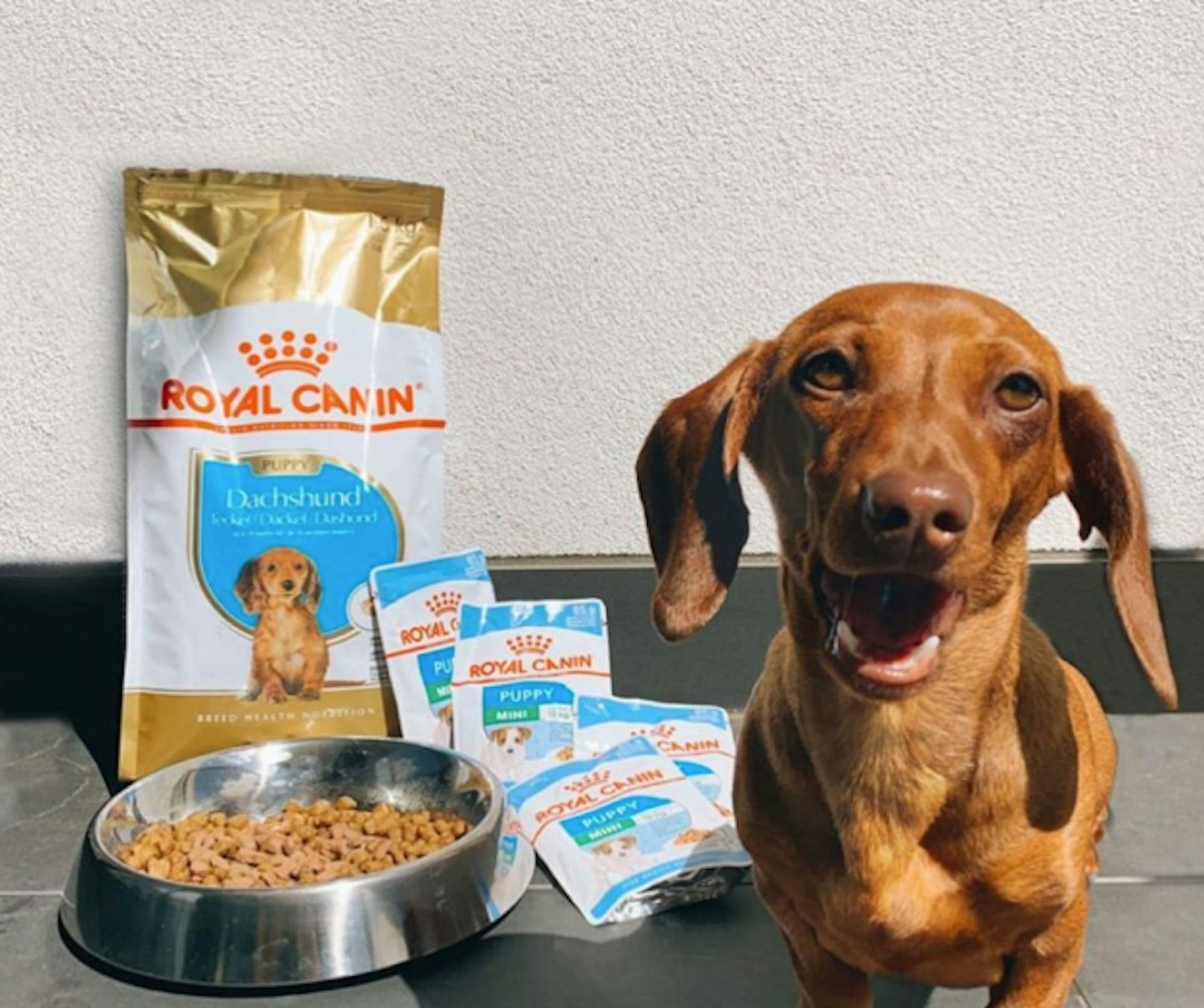 Royal Canin dachshund food 