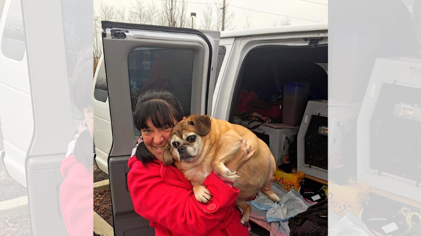 Woman carrying an overweight pug out of a van