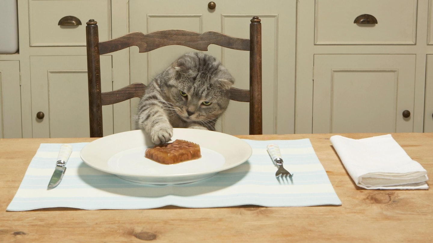 Best cat food for overweight cats in the UK