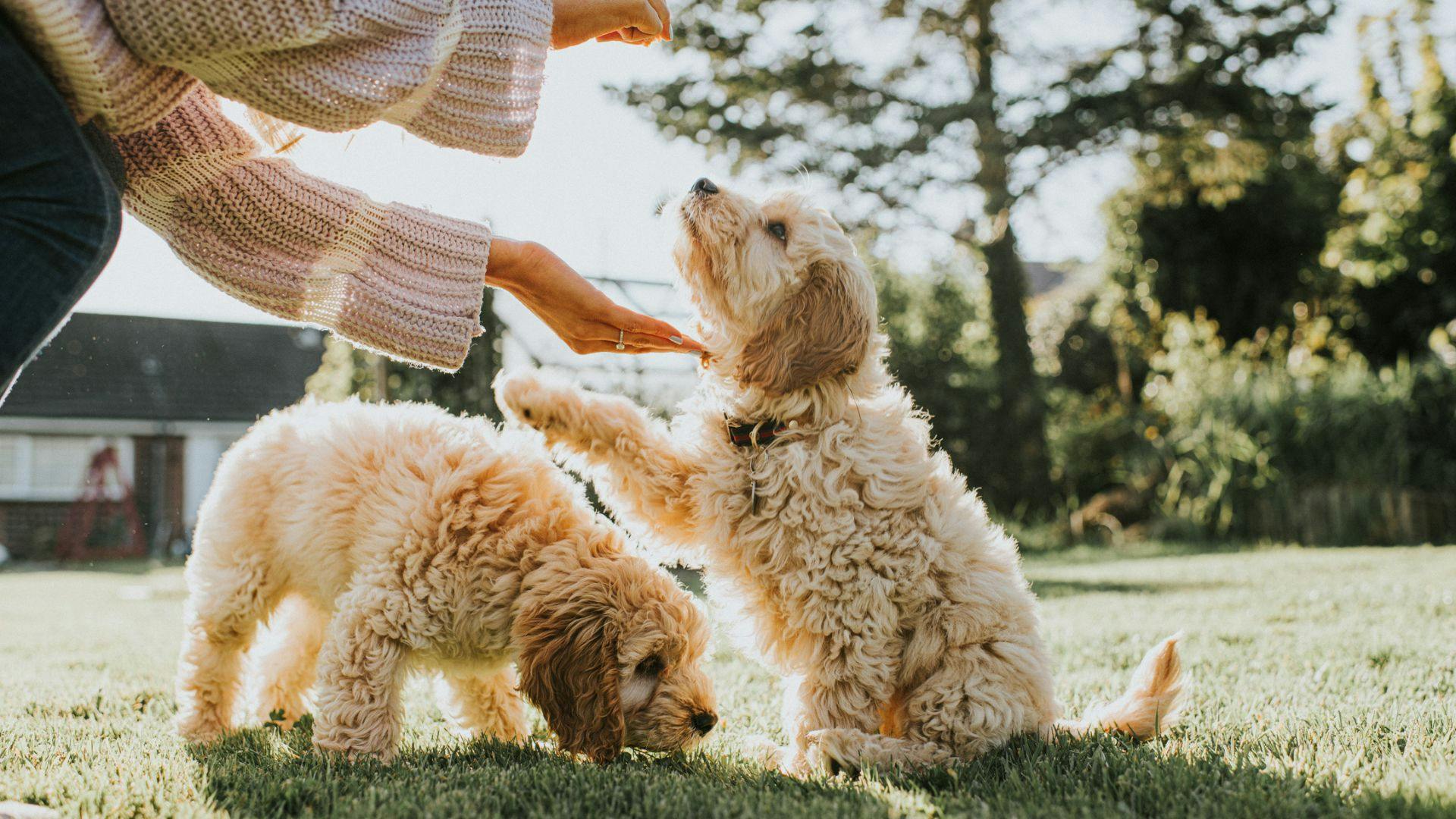 Best food for store a cockapoo puppy