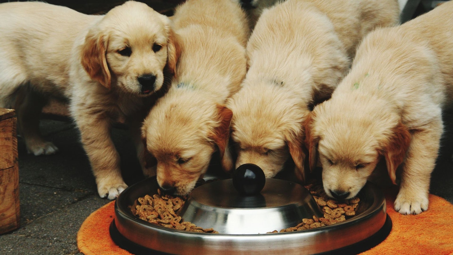 Best large breed puppy food