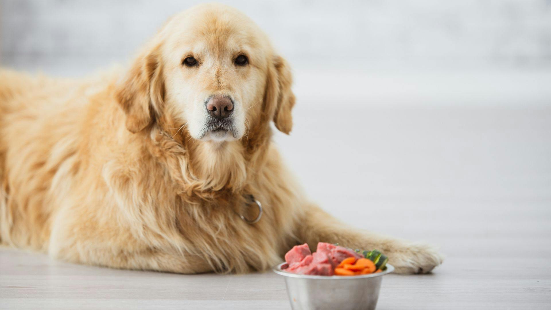 Golden retriever food clearance review