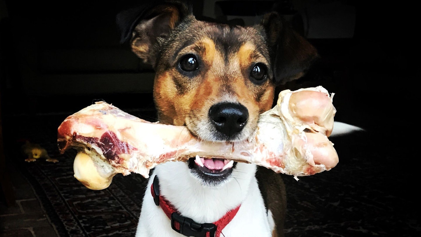 Dog with bone