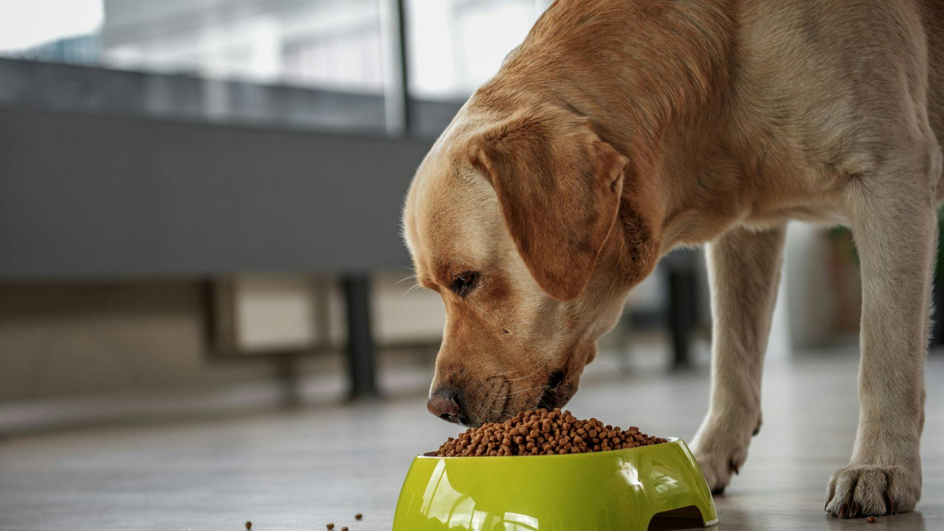 Feeding pregnant dog clearance eggs