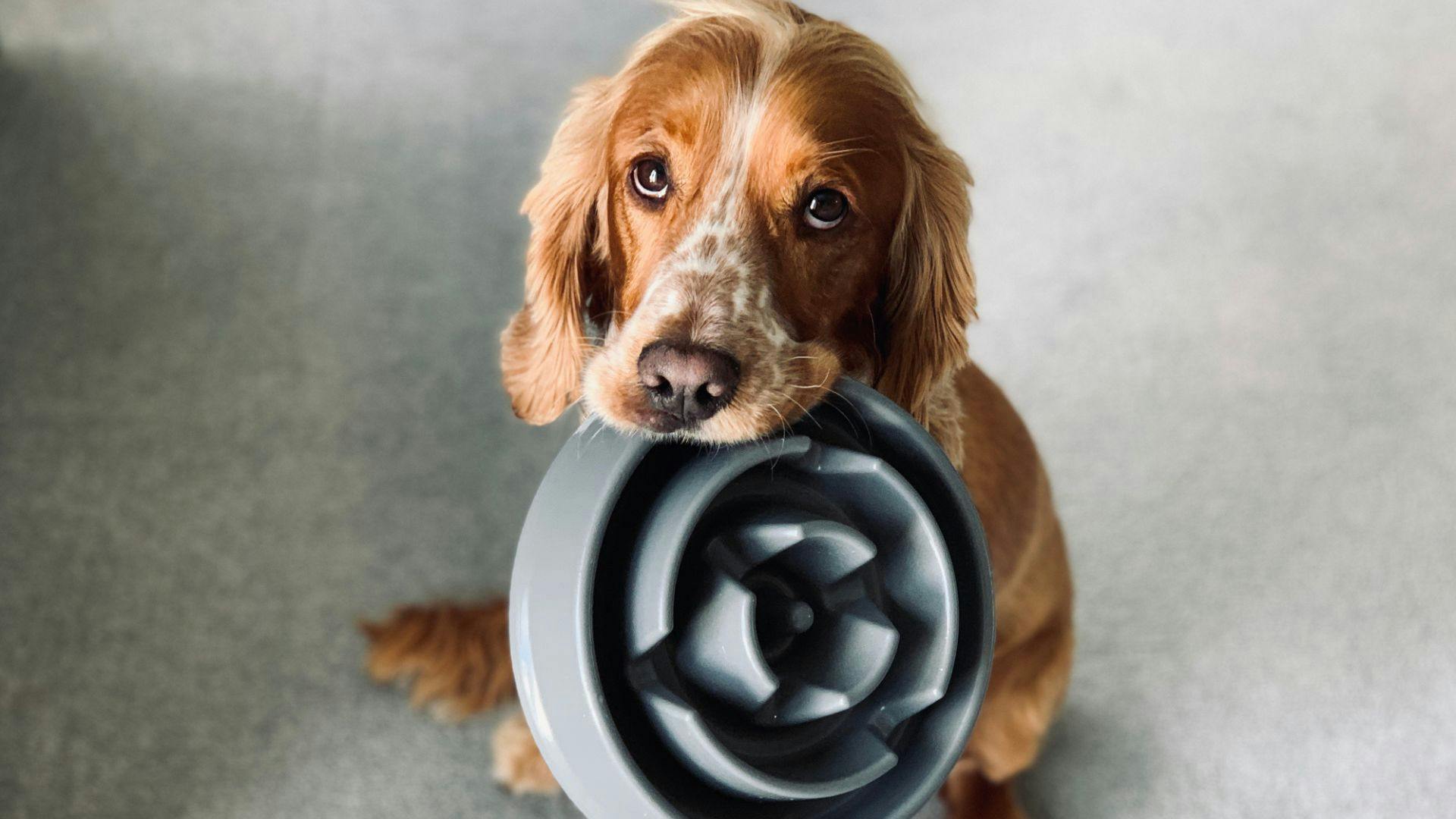 Best cocker spaniel clearance food