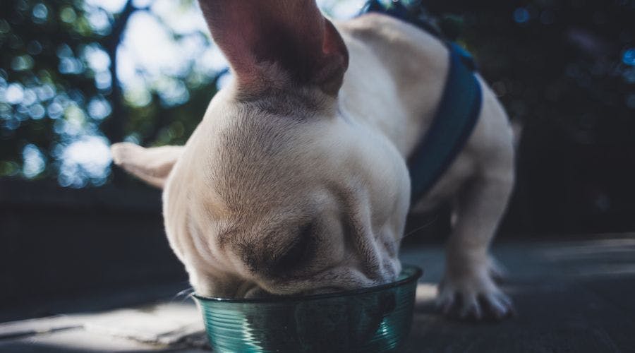 Best food for outlet bulldog puppies