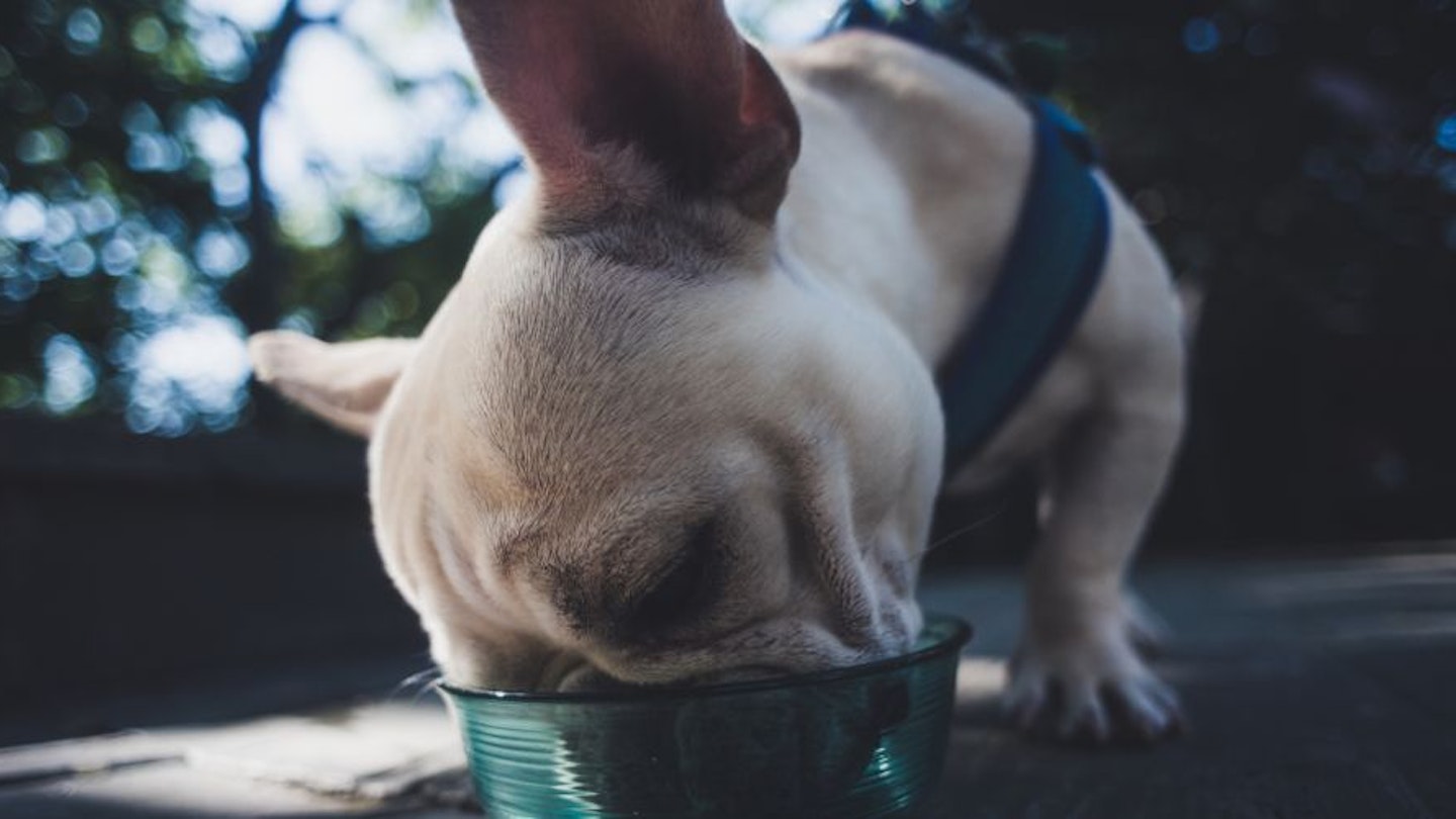 Best food for French Bulldog puppy