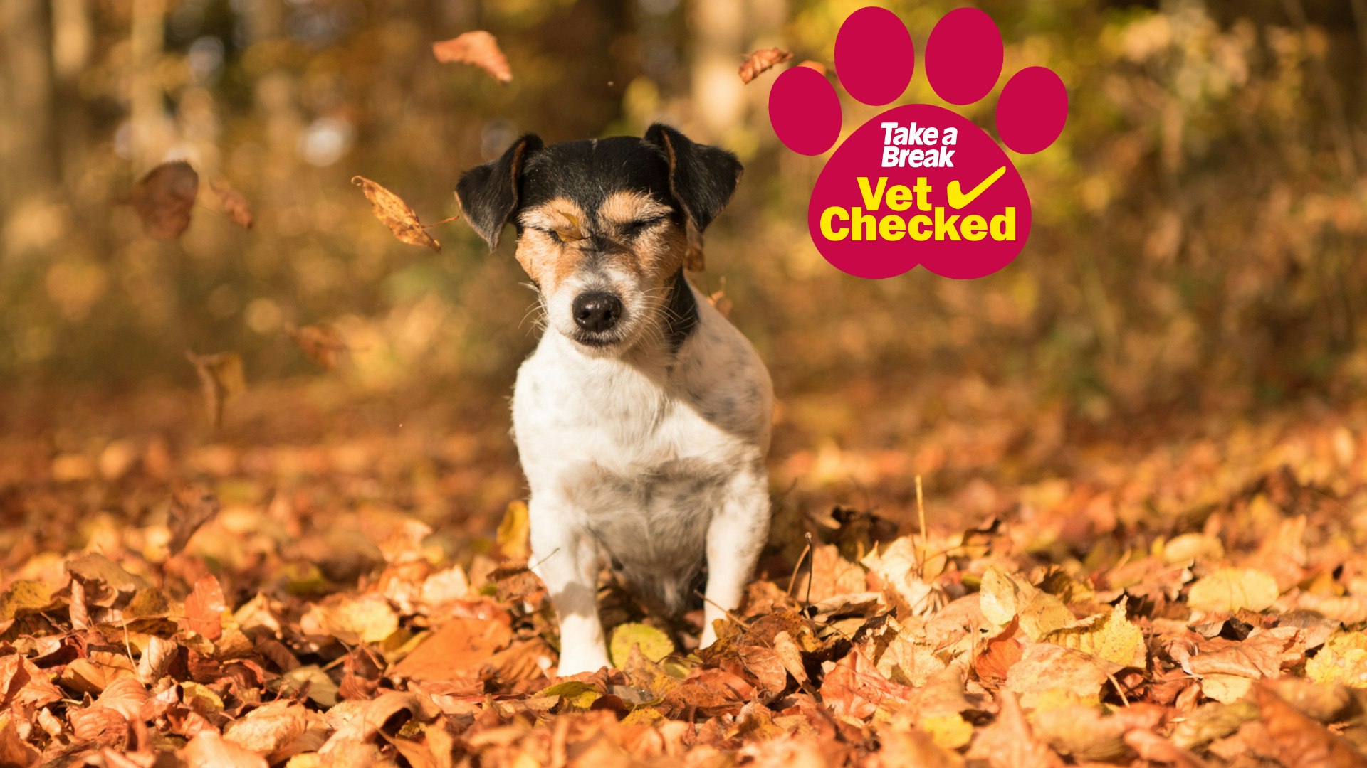 High fibre wet dog food clearance