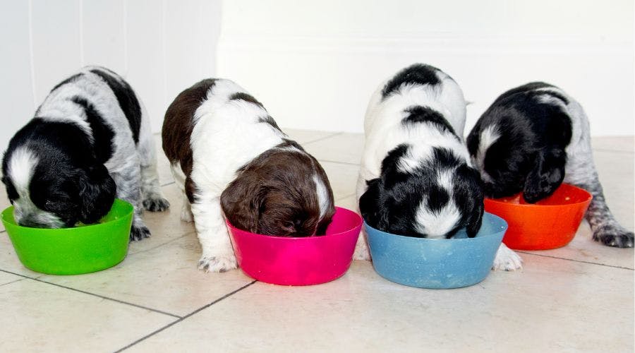 Puppy weaning hot sale