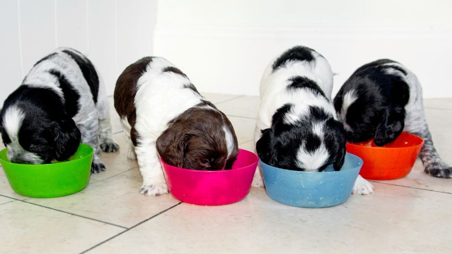 What Is The Best Puppy Food Uk What Is The Best Puppy Food Uk