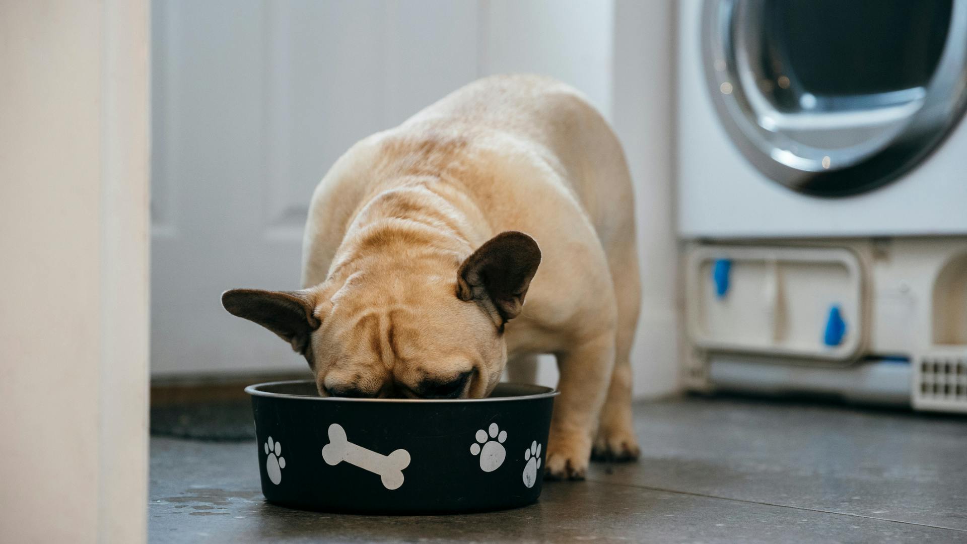 Best Dog Food for French Bulldogs I 2024