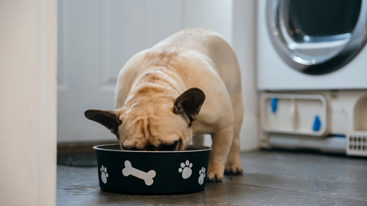 French bulldog standing in a kitchen with his face in a dog bowl eating best dog food for French Bulldogs