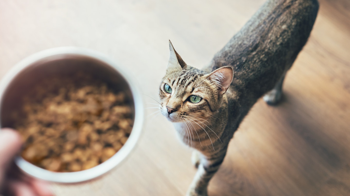 Cat food for fussy cats