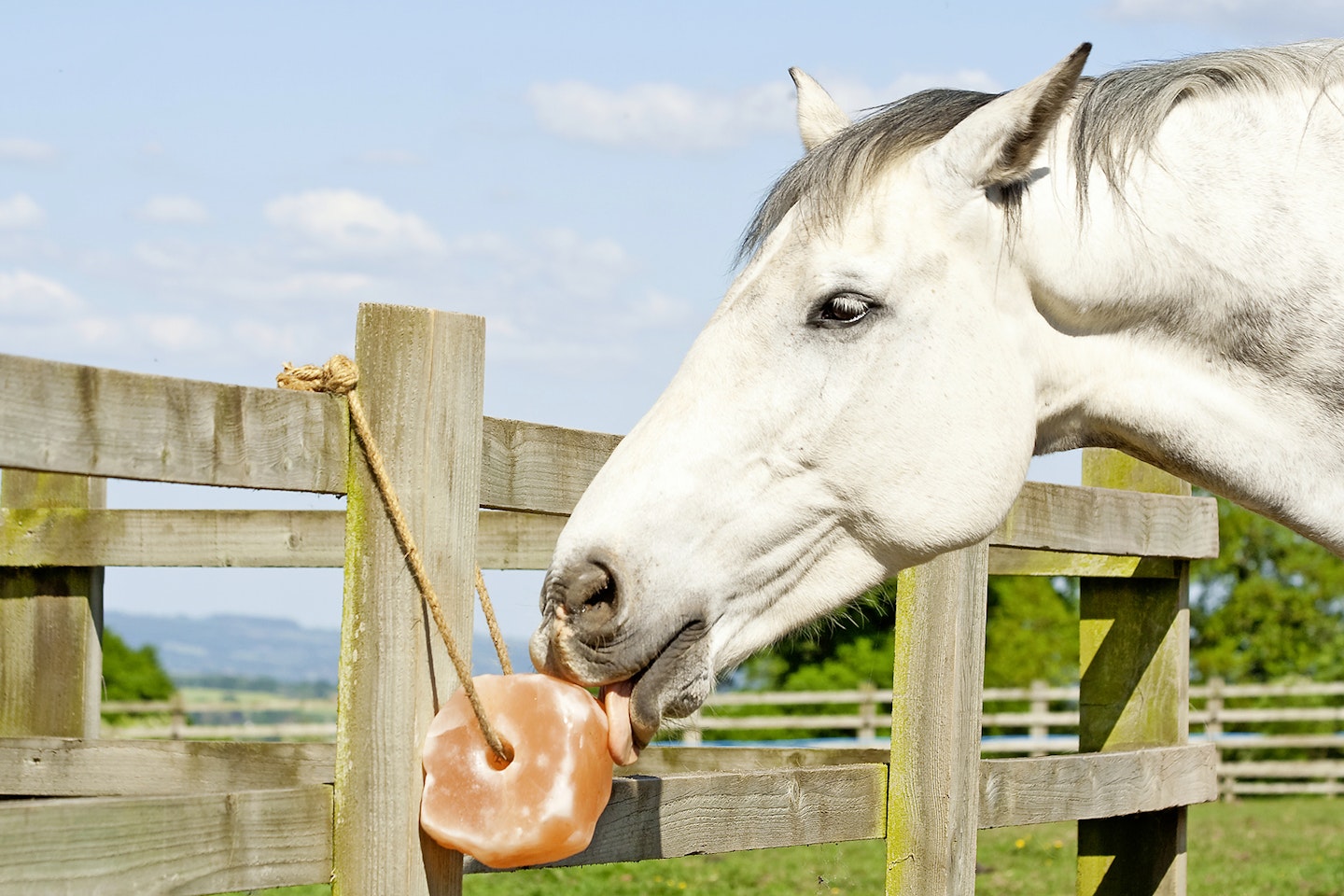 keeping pets safe in summer