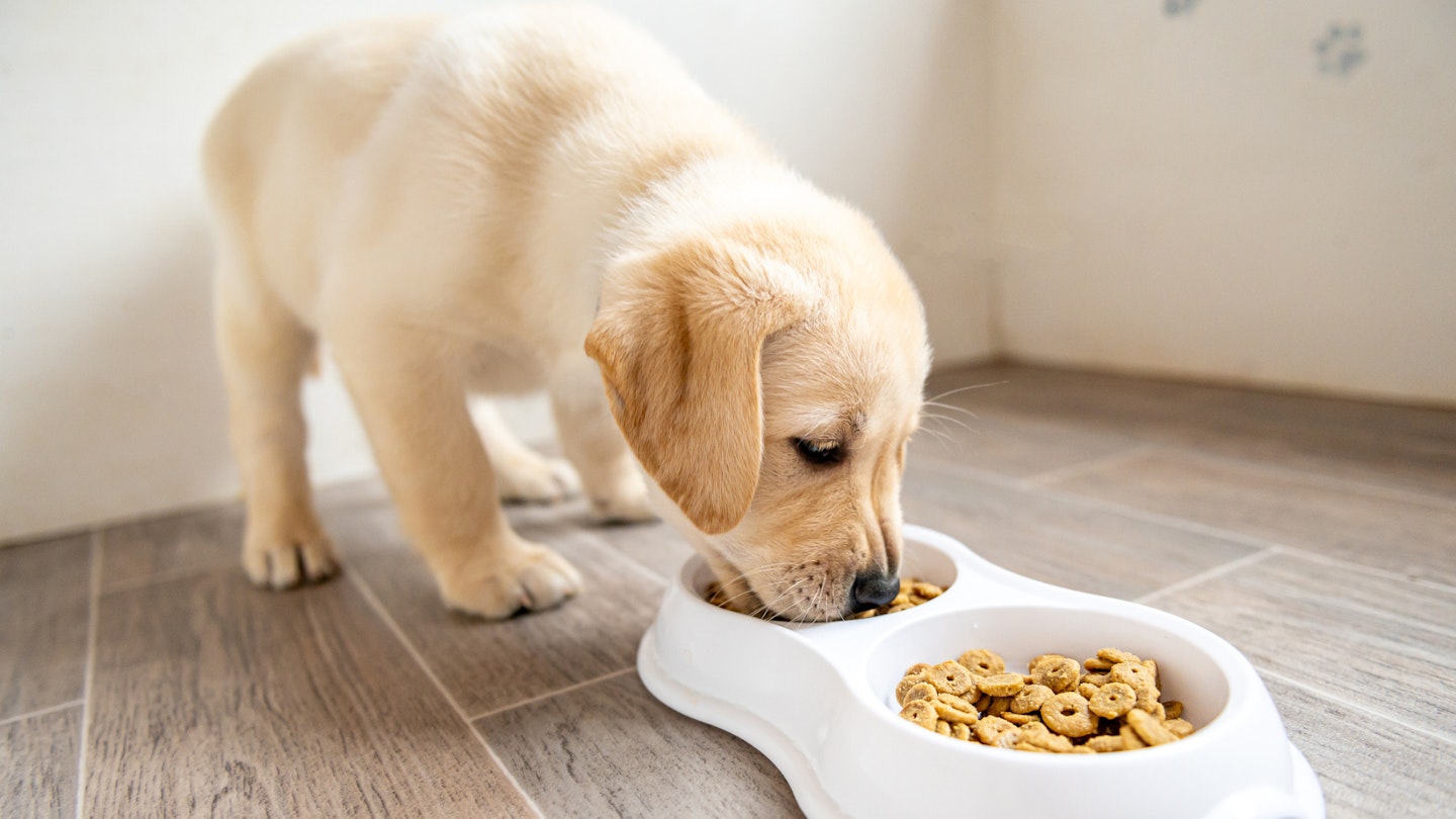 Best food for a Labrador puppy