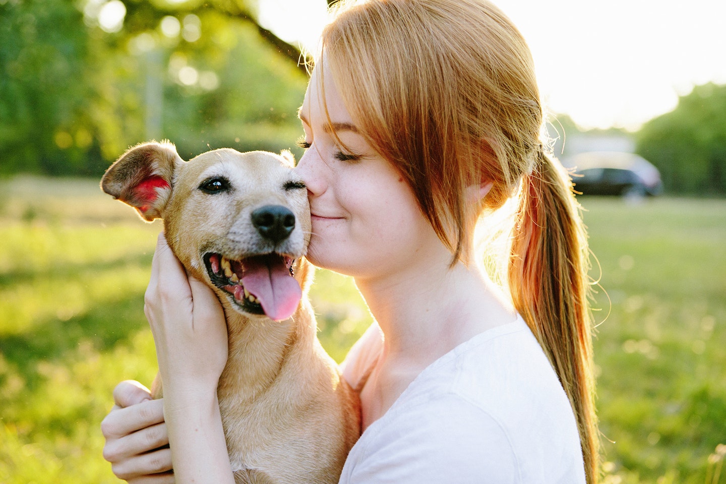 keeping pets safe summer