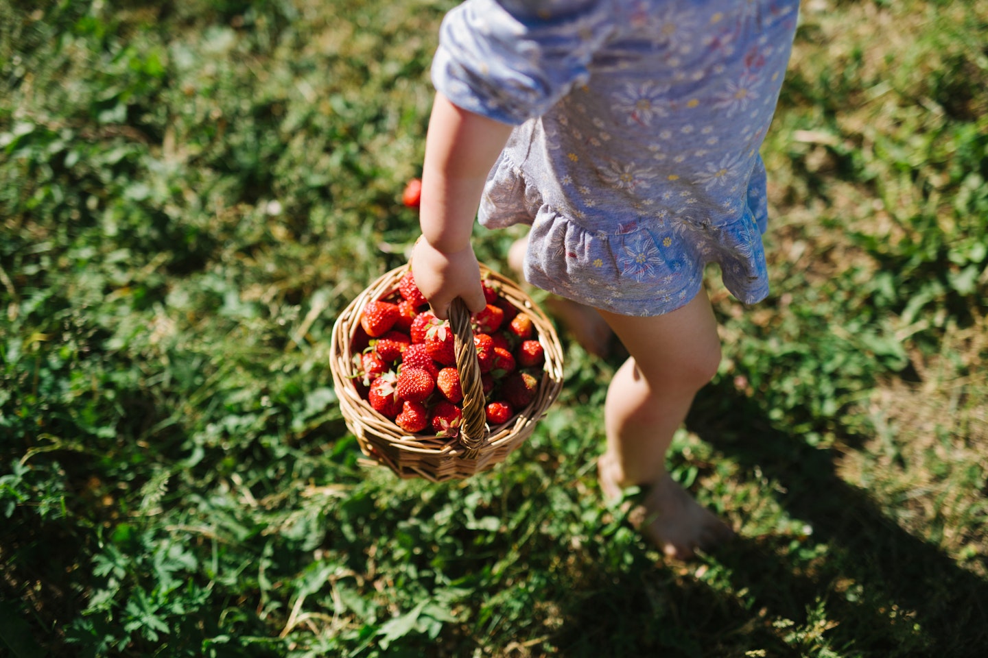 strawberry picking