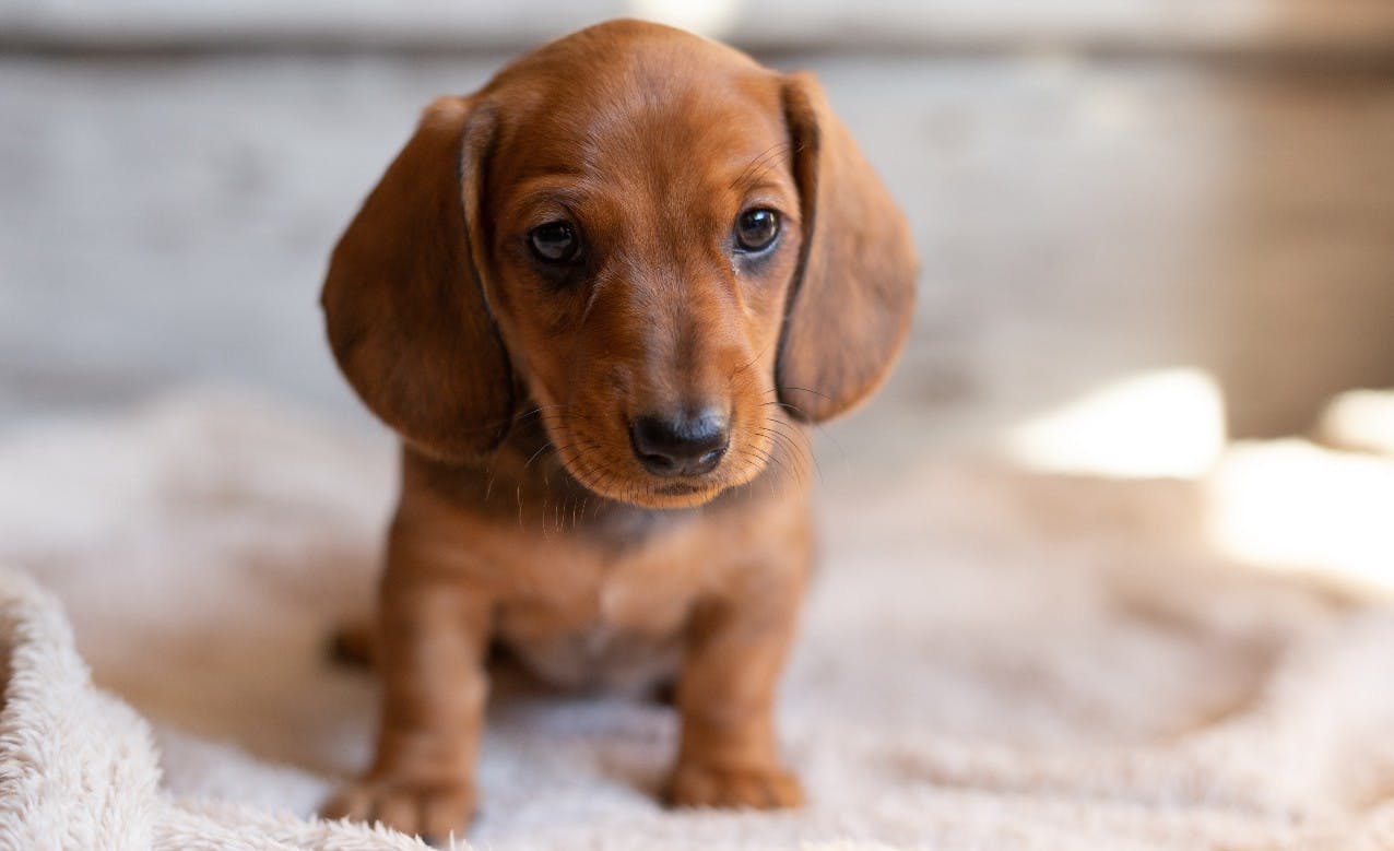 How much should a dachshund puppy eat sale