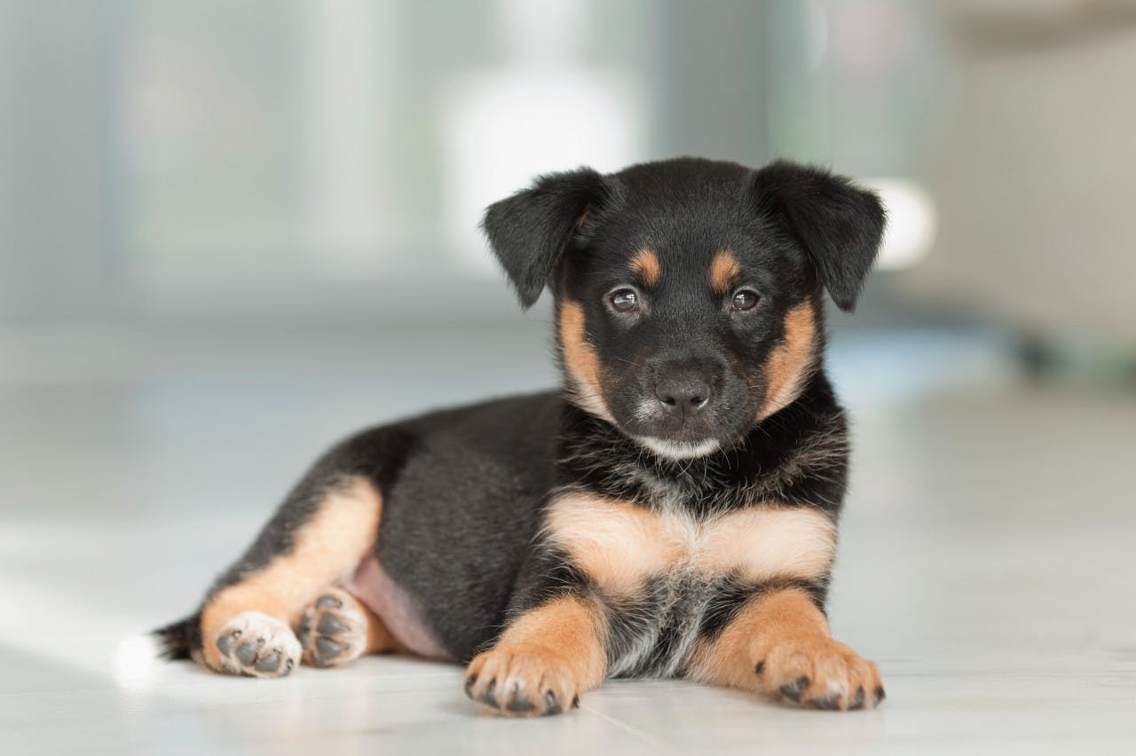 Best food for a German Shepherd puppy UK